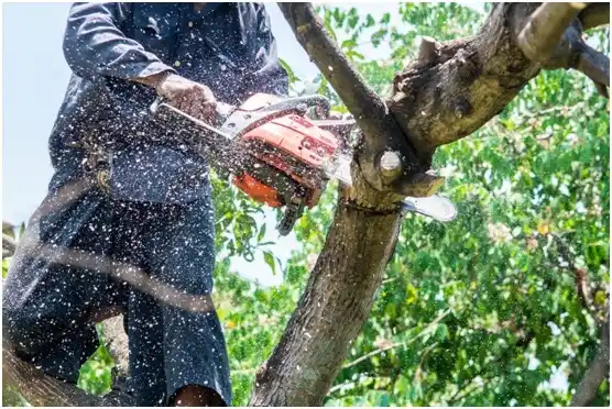 tree services Cecil-Bishop